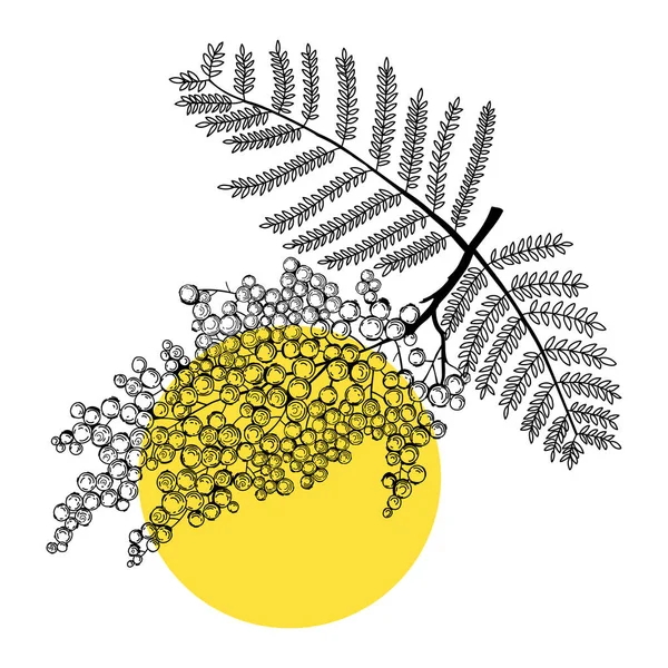 Mimosa线条艺术图解 现代植物学设计 完美的图案 邀请卡和贺卡模板 手绘油漆树 精美的春画 — 图库矢量图片