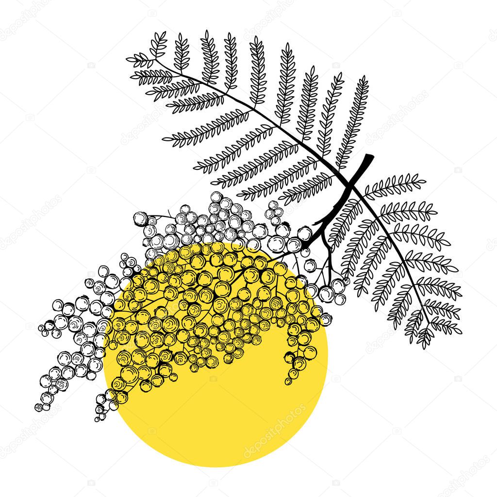 Mimosa line art illustration. Modern botanical design. Perfect for pattern, logo, posters, invitation and greeting card template. Hand drawn mimosa tree. Delicate spring drawing.