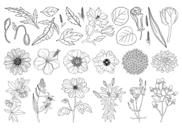 Collection Set Botanical Design Elements Flowers Leaves Buds Branches Drawings Royalty Free Stock Vectors