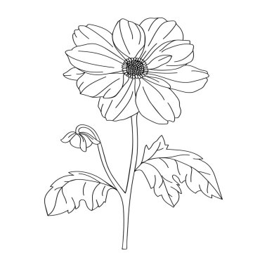 Dahlia çiçek illüstrasyonu. Desen, logo, şablon, afiş, poster, davetiye ve tebrik kartı tasarımı için modern botanik çizimi. Black Dahlia ana hatları. Yaz çiçeği tasarımı.