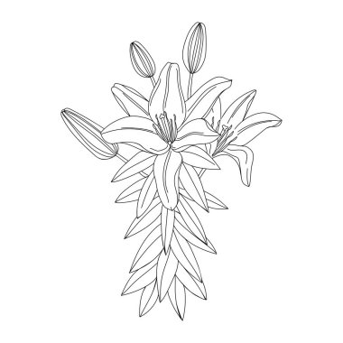 Lily çiçeği illüstrasyonu. Desen, logo, şablon, afiş, poster, davetiye ve tebrik kartı tasarımı için modern botanik çizimi. Siyah zambak çizgisi. Yaz çiçeği tasarımı.