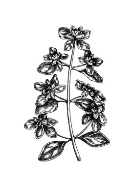 Elle çizilmiş Marjoram botanik çizimi. Oymalı origanum çizimi. El yapımı aromatik mutfak bitkisi. Baharat çorbası, güveç, salata sosu, sos ve bitki çayı için mükemmel..