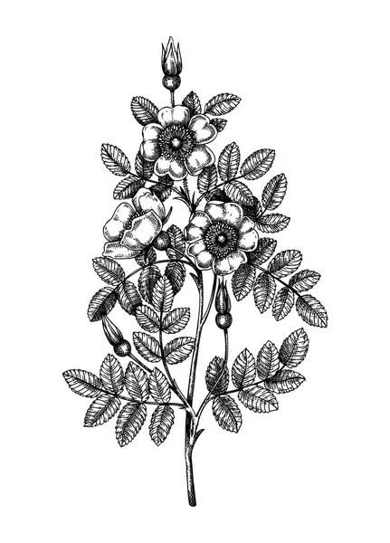 Burnet Dibujado Mano Rosa Ilustraciones Planta Tradicional Escocia Dibujo Floral — Vector de stock