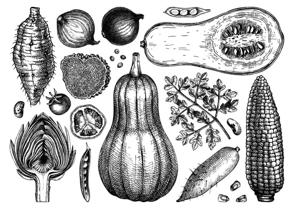 Vector vegetables, mushrooms and herbs collection. Hand-sketched healthy food ingredients drawings. Perfect for menu, recipes, web banner, ads, brands. Vintage style food illustrations — Stock Illustration Vector Vegetables Mushrooms Herbs Collection Hand Sketched Healthy Food Ingredients Stock Illustration