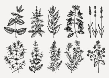 Geleneksel Provence otları koleksiyonu - tuzlu, marjoram, biberiye, kekik, kekik, lavanta. El yapımı mutfak bitkileri, aromatik ve tıbbi bitkiler.. 