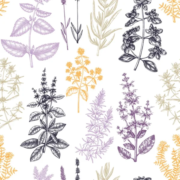 Traditional Provence Herbs Seamless Pattern Hand Sketched Savory Marjoram Rosemary — Stock Vector