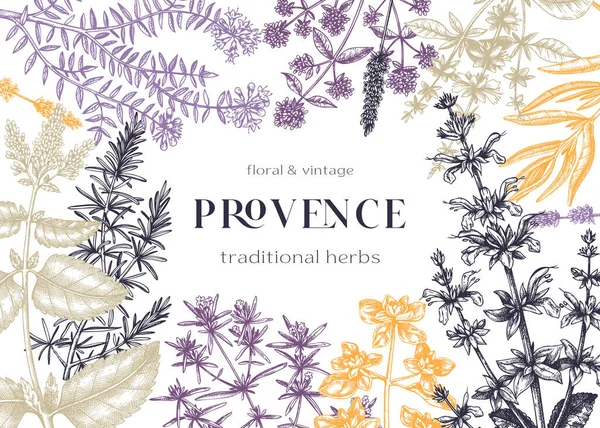 Provence Tradicional Ervas Frame Design Moldura Vetorial Com Saboroso Manjerona — Vetor de Stock