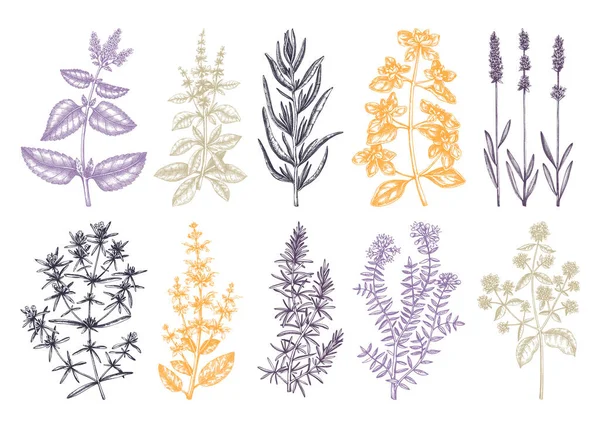 Collection Traditionnelle Herbes Provence Sarriette Marjolaine Romarin Thym Origan Lavande — Image vectorielle