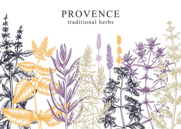 Provence Kruiden Achtergrond Kleur Handgeschetste Aromatische Medicinale Planten Ontwerp Perfect — Stockvector