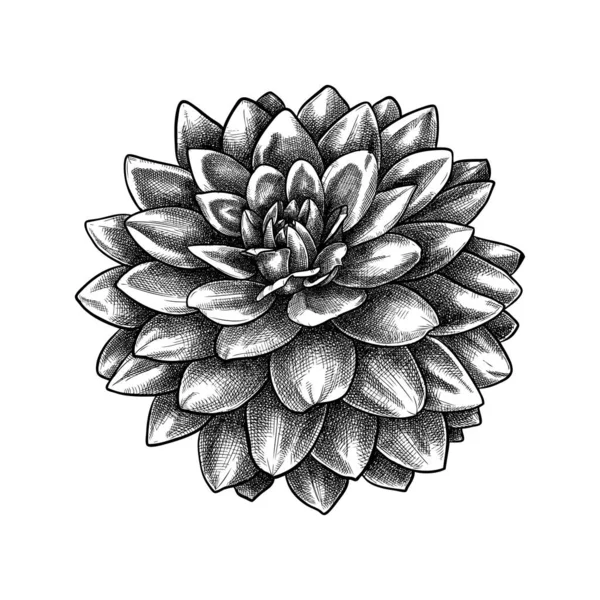 Dibujo Botánico Flores Dalia Dibujado Mano Dahlia Capullo Flores Jardín — Vector de stock