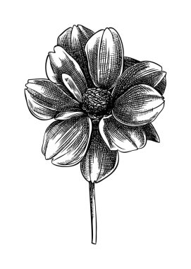 El çizimi Yıldız Çiçeği illüstrasyonu. Autumn Dahlia 'nın botanik çizimi. El yapımı bahçe çiçeği tomurcuğu. Beyaz arkaplanda oymalı çiçek çizimi. 