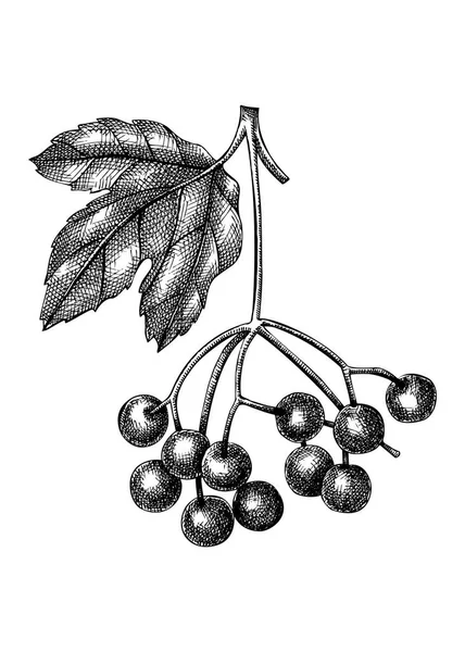 Illustration Vectorielle Viburnum Dessinée Main Dans Style Gravé Baies Sauvages — Image vectorielle