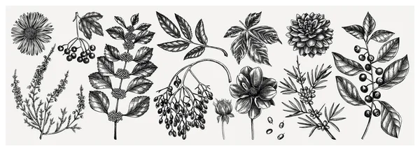 Met Hand Geschetst Herfst Planten Collectie Elegante Trendy Botanische Elementen — Stockvector