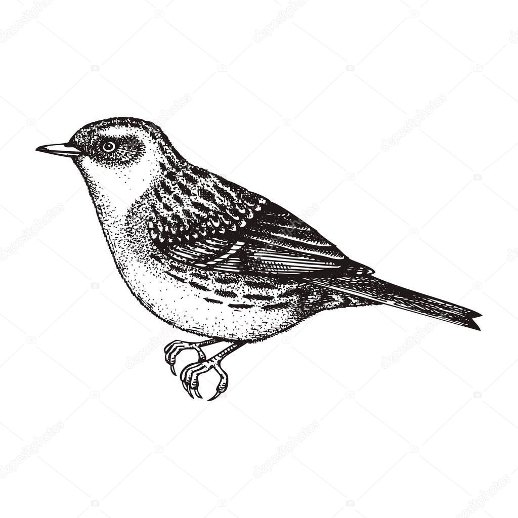 Hand drawn Dunnock vector illustration in engraved style. Perching bird isolated on white background. Hand drawing. Vintage bird sketch. Hedge sparrow outline. 
