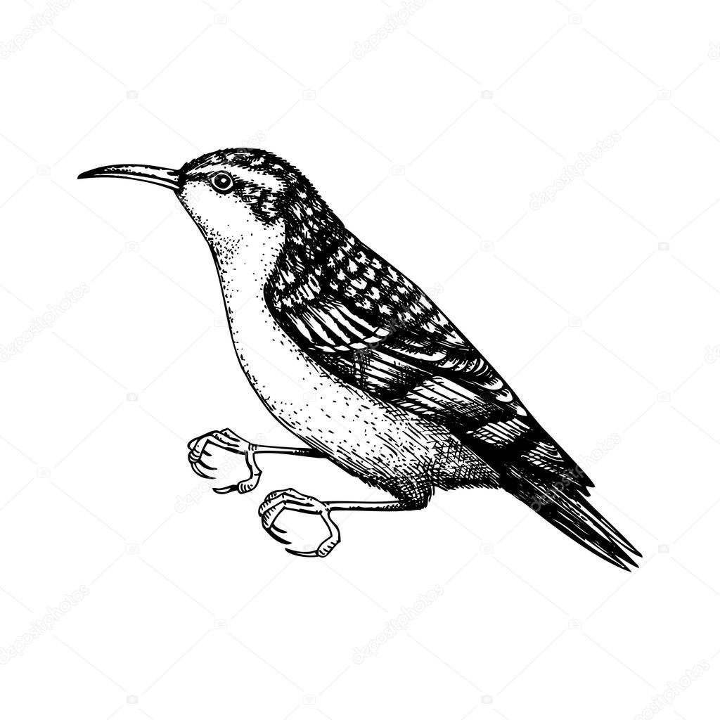 Hand drawn Treecreeper  vector illustration in engraved style. Passerine Bird isolated on white background. Hand drawing. Vintage bird sketch. Creeper outline. 