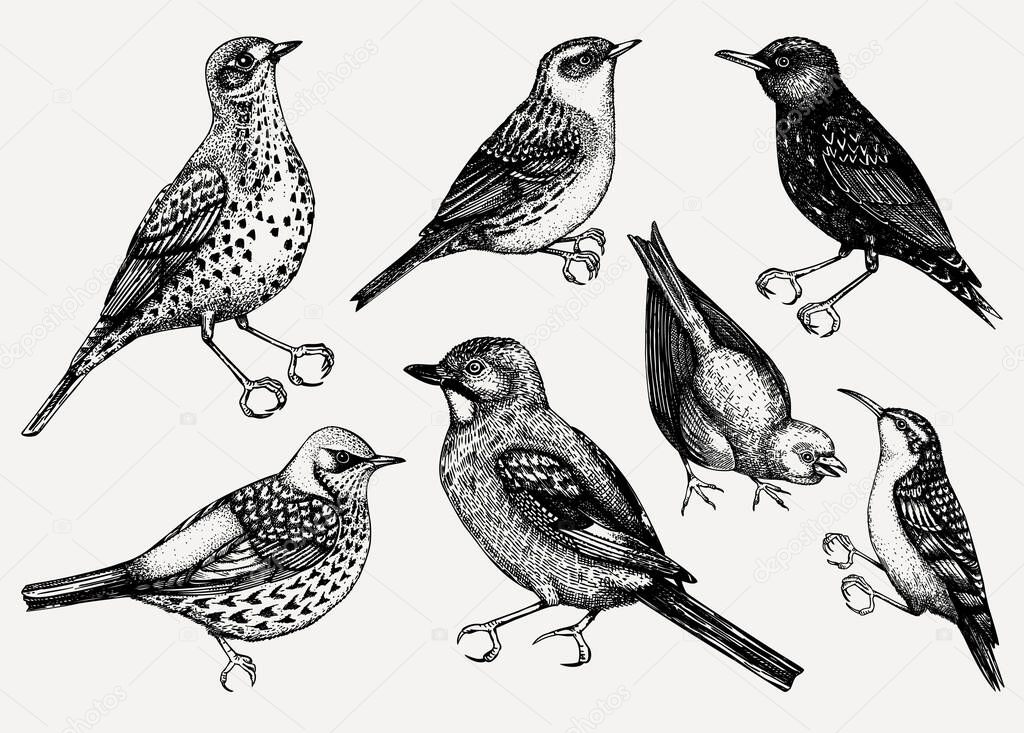 Vector collection of hand drawn birds illustrations in engraved style. Passerine Birds isolated on white background. Hand drawings set. Vintage birds sketch.