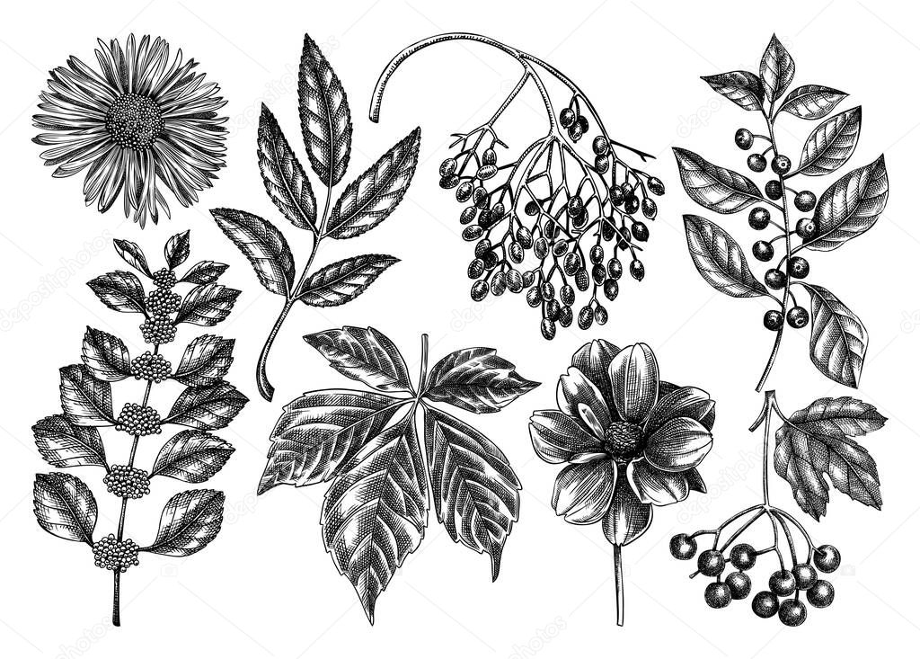 Hand sketched autumn plants collection. Elegant and trendy botanical elements. Hand drawn autumn leaves, berries, flowers sketches. Perfect for invitation, cards, flyers, menu, label, packaging. 