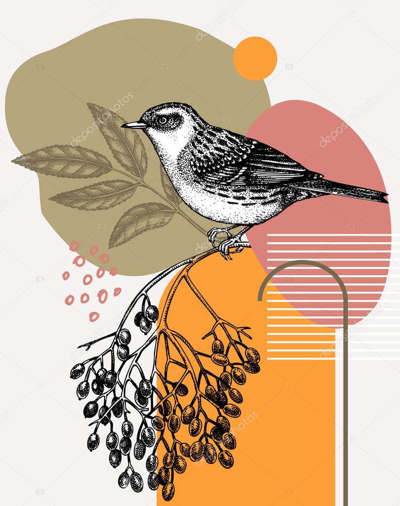 Hand drawn Dunnock vector illustration in engraved style. Perching bird isolated on white background. Hand drawing. Vintage bird sketch. Hedge sparrow outline. 