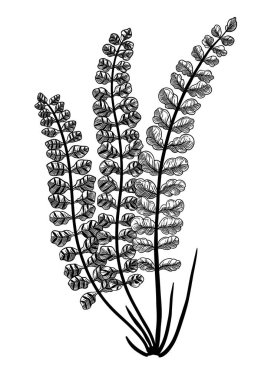 El yapımı eğreltiotu botanik çizimi beyaza izole edilmiş. Maidenhair dalak otu el çizimi. Beyaz arka planda oymalı fren eğreltiotu. Orman bitkileri ve botanik elementler