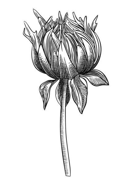 Handskizzierte Dahlienblüten Illustration Botanische Zeichnung Der Herbstdahlie Handgezeichnete Gartenblumenknospen Gravierte — Stockvektor