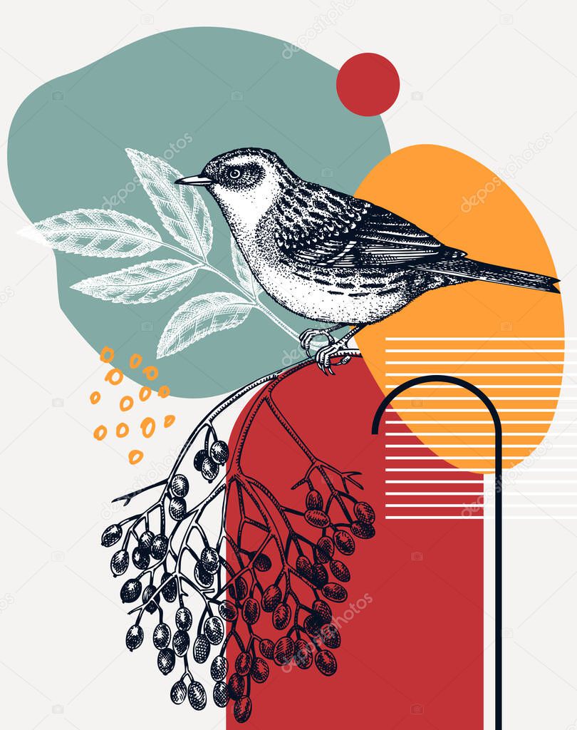 Hand-sketched Dunnock vector illustration. Perching bird on elderberry branch. Collage style illustration with geometric shapes and abstract elements. Creative bird art. Print, poster, card design