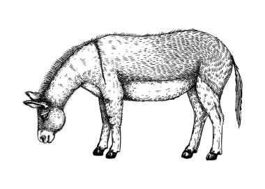 Elle çizilmiş eşek vektör çizimi. Çiftlik hayvanı el çizimi. Güzel eşek skeci. Klasik hayvan. Tarif, menü, etiket, simge, paketleme için mükemmel, 