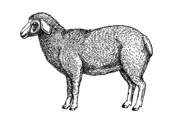 Illustrazione Vettoriale Della Pecora Disegnata Mano Disegno Mano Animale Fattoria — Vettoriale Stock