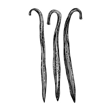 El çizimi vanilya çubukları çizimi. Aromatik baharatlar demet el çiziminde vanilya fasulyesi topluyor. Vektör egzotik baharat skeci. Paketleme, tarifler, menü, etiket, logottipler, pankartlar için mükemmel