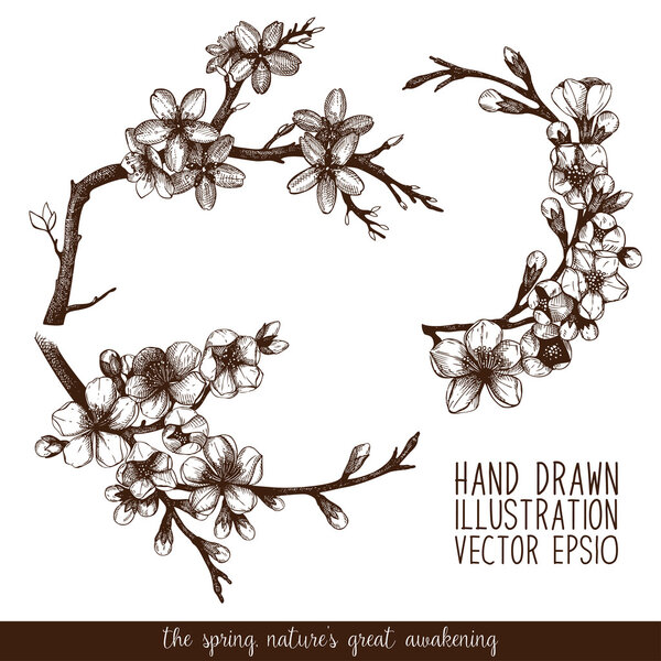 Blooming fruit tree twigs