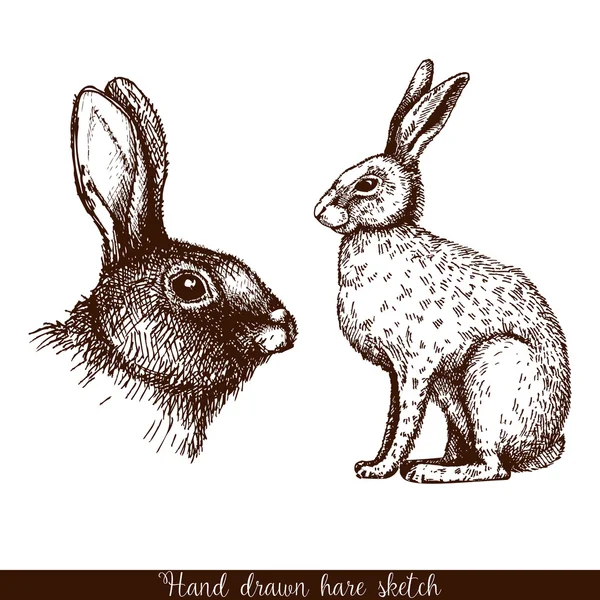 Mürekkep el çekilmiş yabani tavşan — Stok Vektör