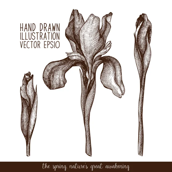 Hand getrokken iris bloemen — Stockvector