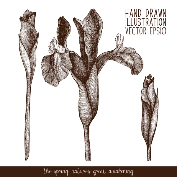 Hand dras iris blommor — Stock vektor