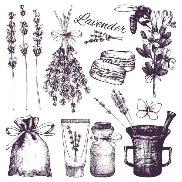 Conjunto de flores de lavanda — Archivo Imágenes Vectoriales