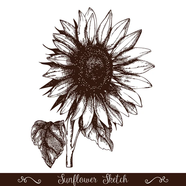 Ink hand drawn sunflower — Stock Vector