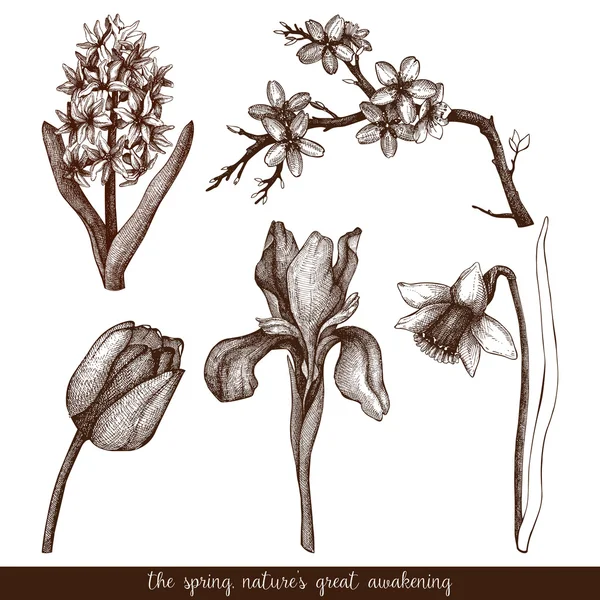 Flowers sketch set Stock Illustration