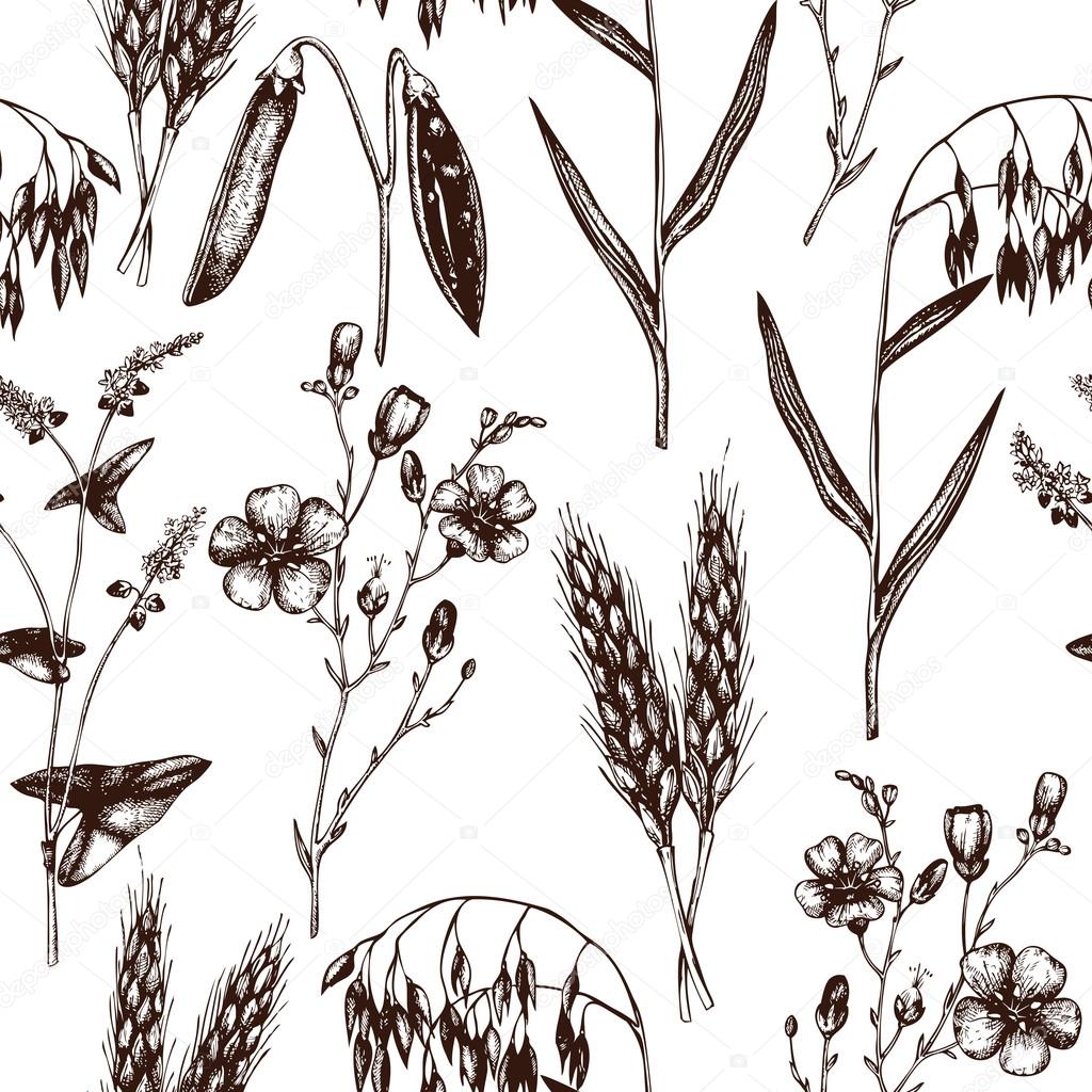 Seamless pattern with agriculture plants