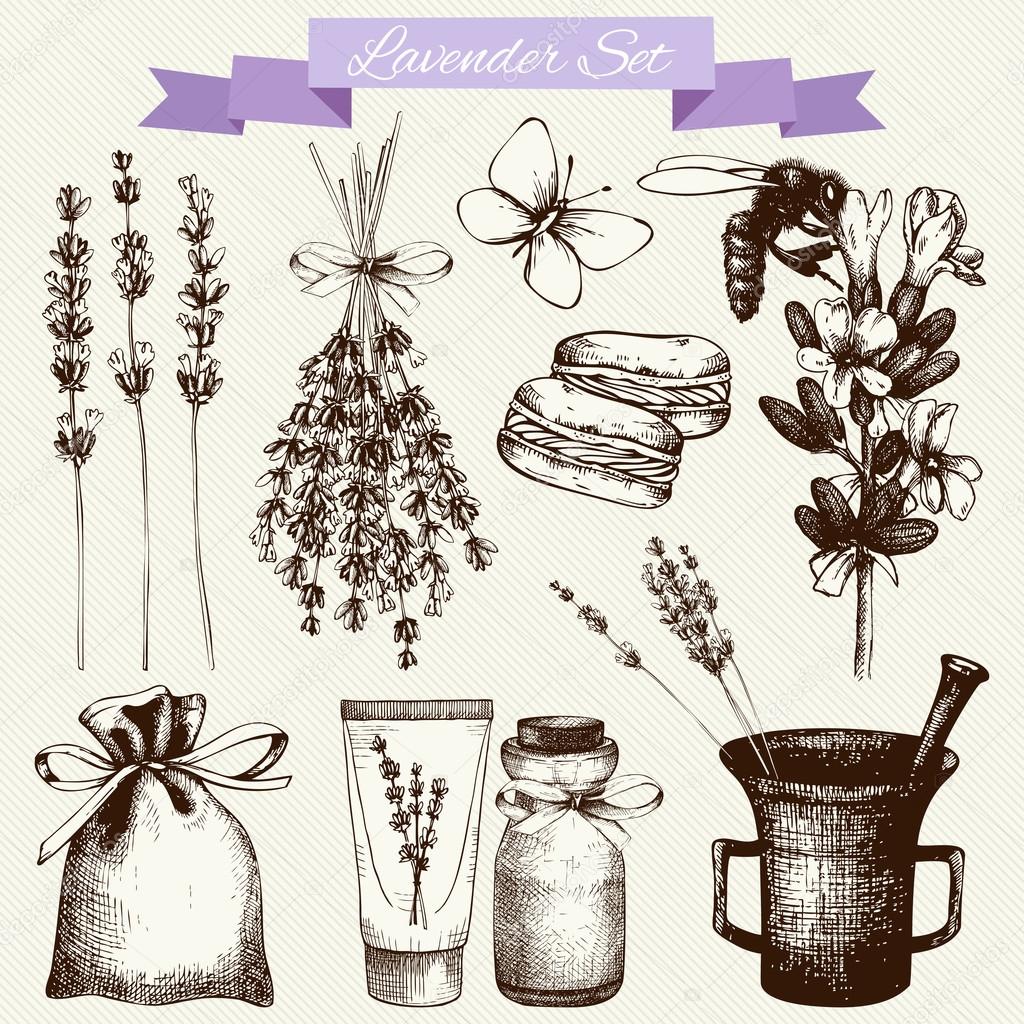 Lavender flowers set