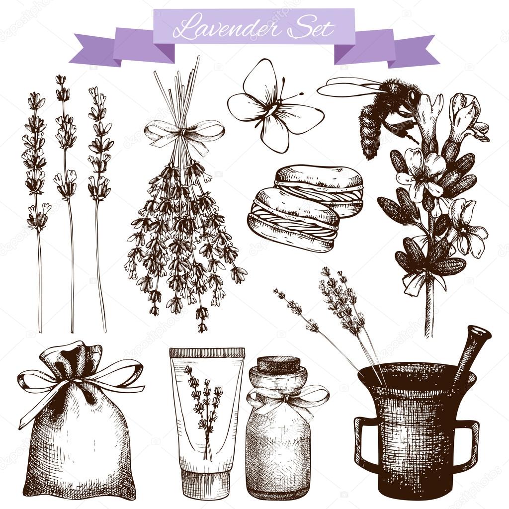 Lavender flowers set