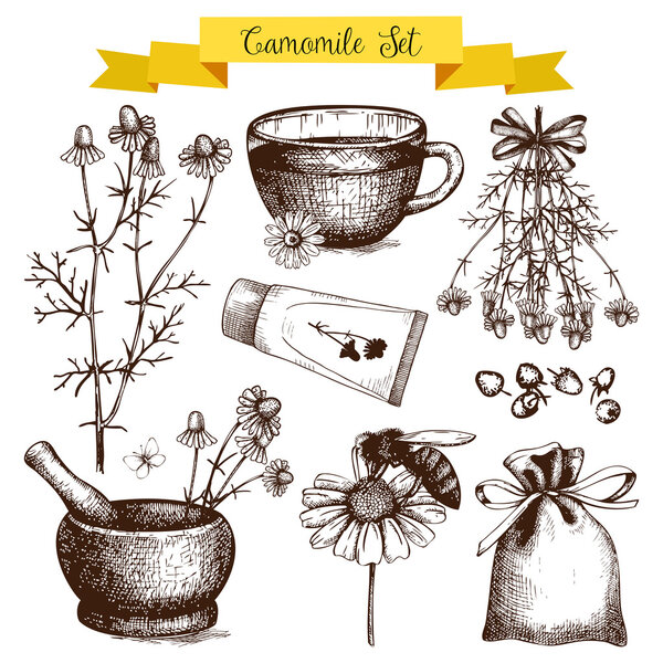 Vintage collection of graphic chamomile flowers