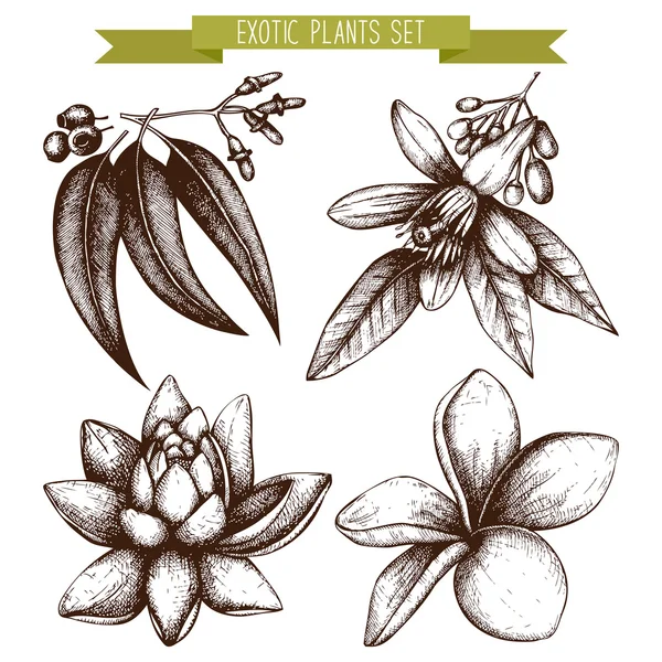 Vintage tropische planten achtergrond — Stockvector