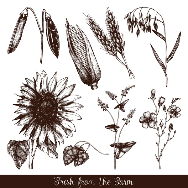 Kézzel rajzolt mezőgazdasági növények csoportja — Stock Vector
