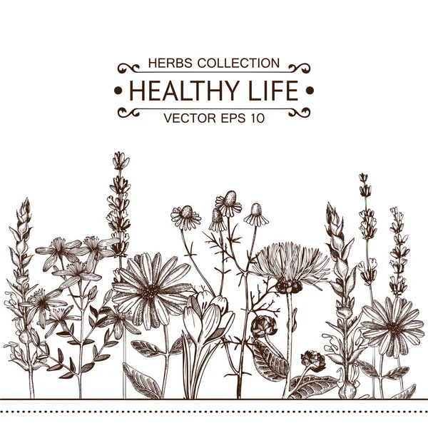 Diseño vintage con ilustración de flores de hierbas — Vector de stock