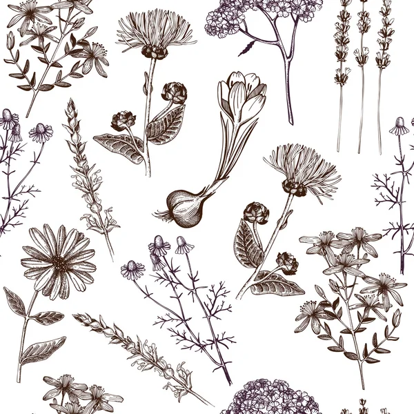 Modèle avec des herbes médicinales et des plantes — Image vectorielle