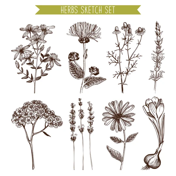 Colección vintage de flores de hierbas — Vector de stock