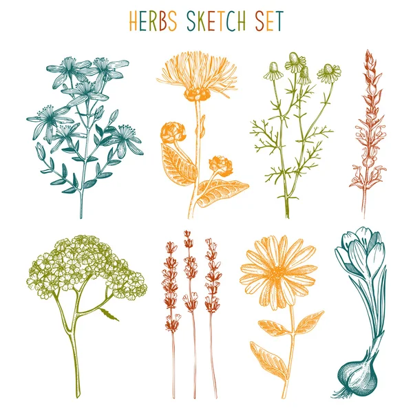Vintage collection of herbal flowers — Stock Vector