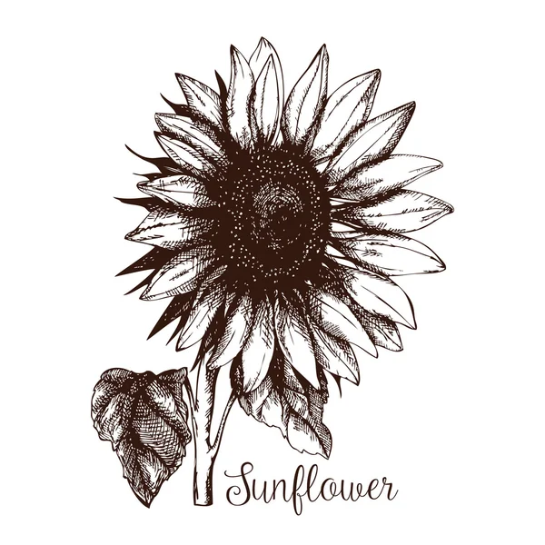 Ink hand drawn sunflower sketch — Stock Vector