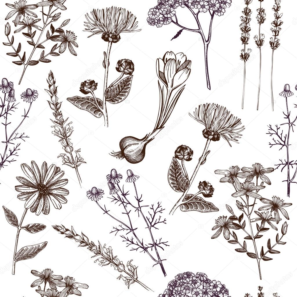 Pattern with medicinal herbs and plants