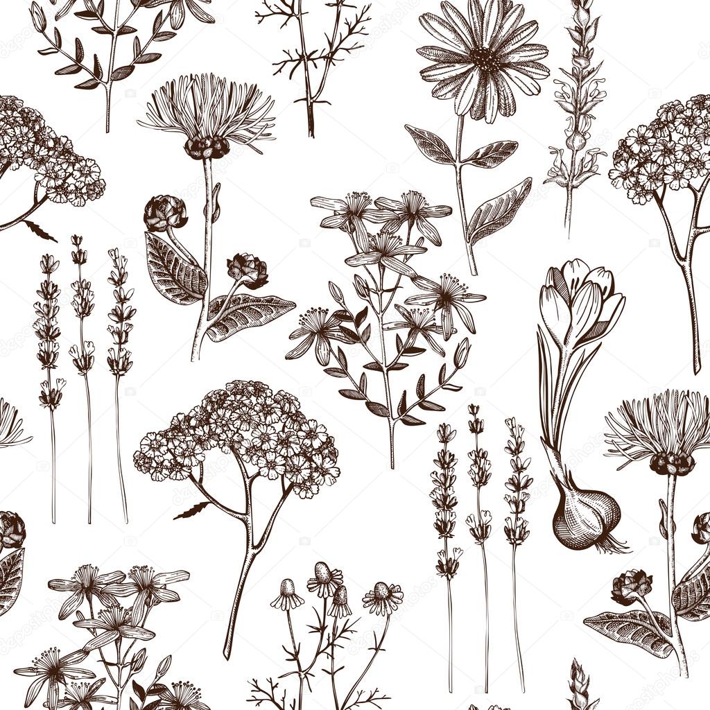 Pattern with medicinal herbs and plants