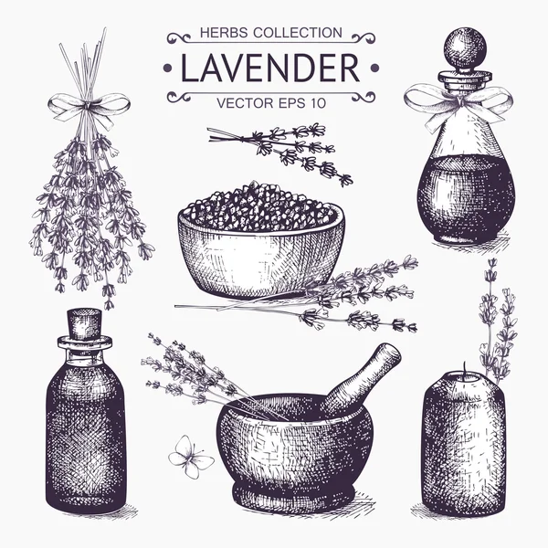 Bläck hand dras lavendel illustration — Stock vektor