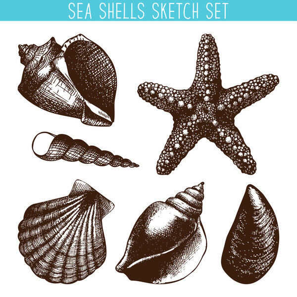 Hand drawn pattern with sea shells